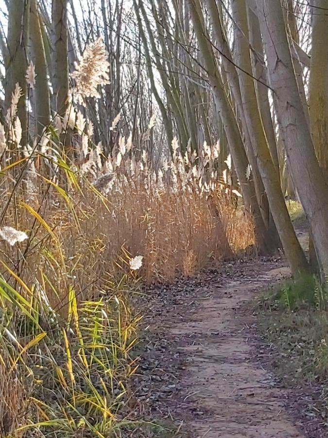 Durmiendo Entre Arboles, Bonita Cabana En La Rioja Anguciana Ngoại thất bức ảnh